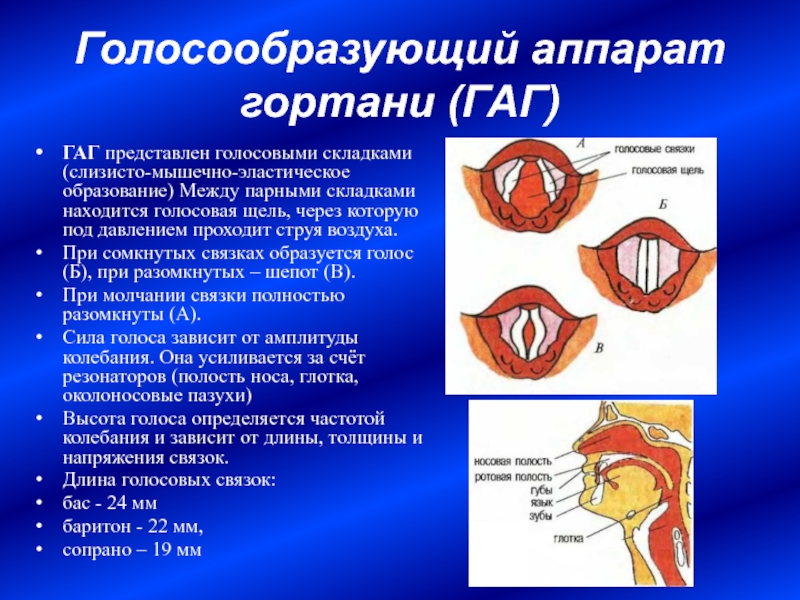 Голосовая щель человека