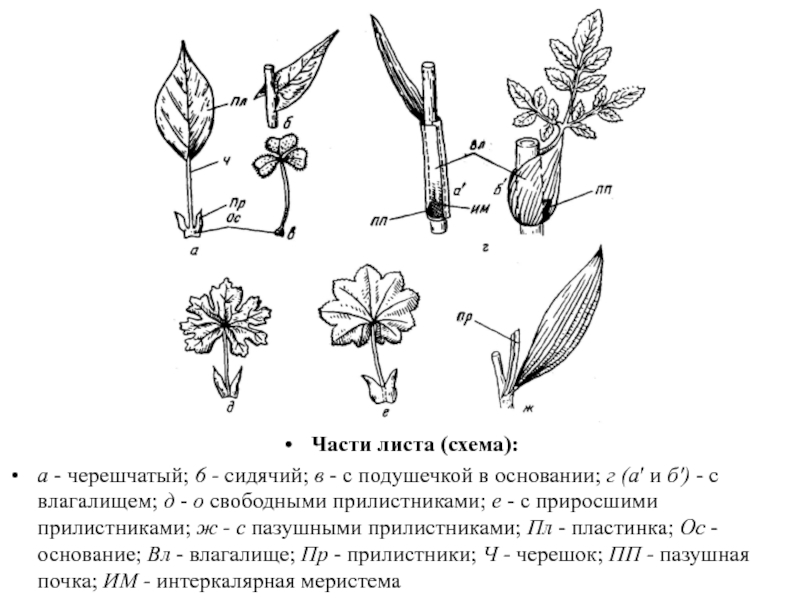 Части листа схема