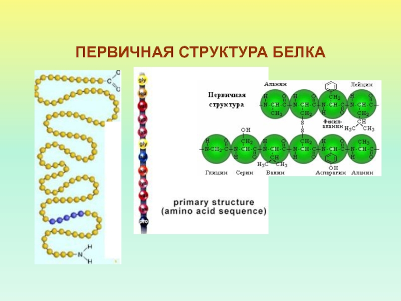 Первичная структура белка картинка