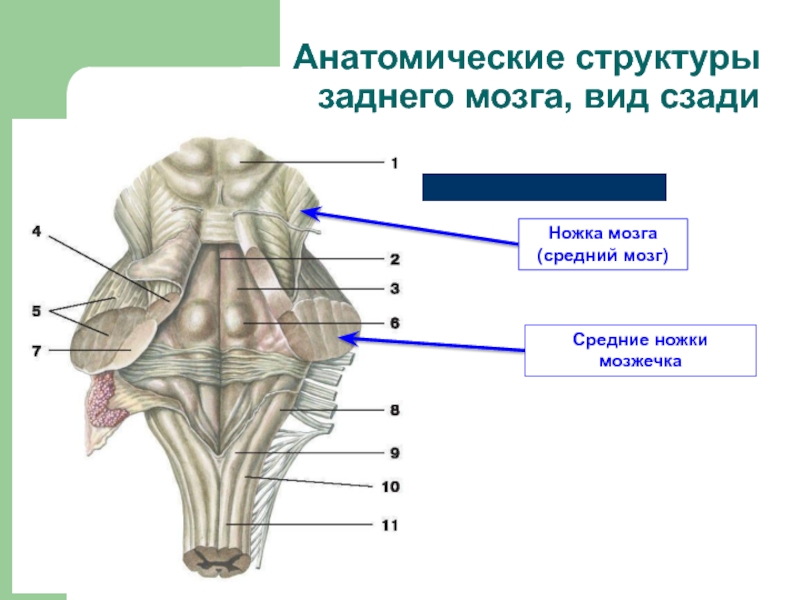 Презентация анатомия среднего мозга