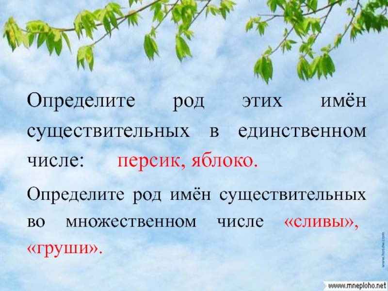 Определи род имен. Род имён существительных во множественном. Род имён существительных во множественном числе. Род имен сущ во множественном числе. Род имени существительного во множественном числе.