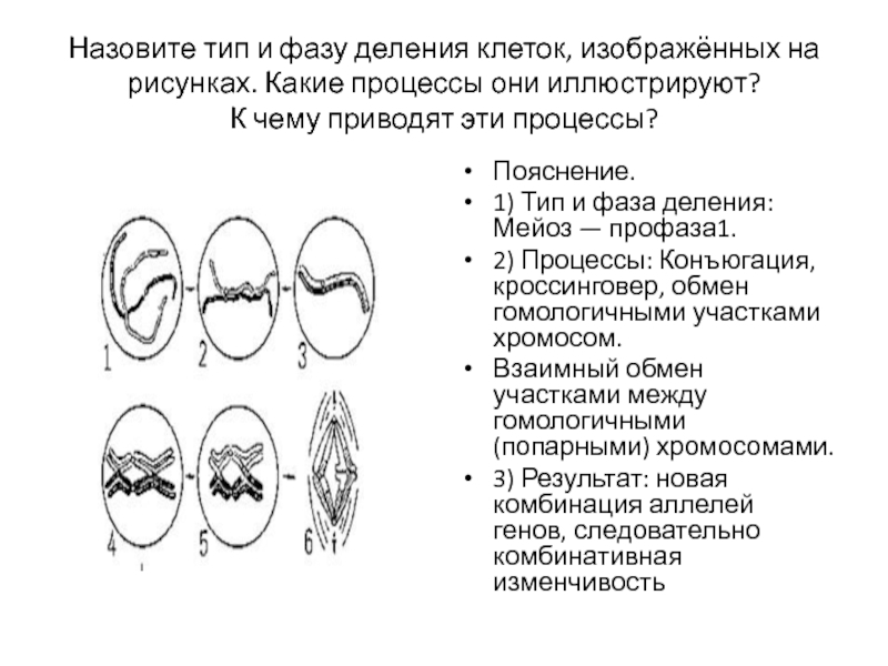 Схема какого процесса происходящего у животных изображена на рисунке ответ поясните назовите зону