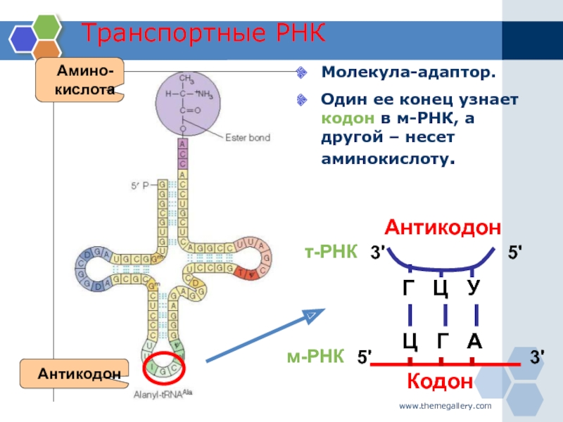 Цепь образования рнк. Строение ИРНК И ТРНК. Строение РНК биология 10 класс. Строение т РНК рисунок. Рибонуклеиновая кислота строение.