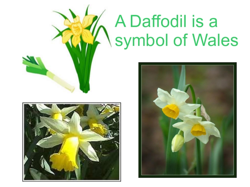 Daffodil symbol