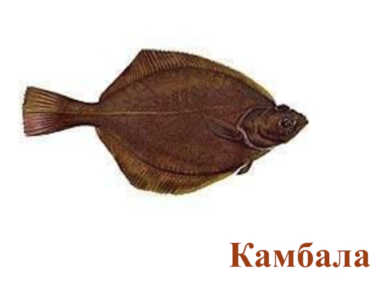 Плоская рыба с двумя глазами. Камбала атлантическая. Колючая камбала. Семейства камбаловых камбала. Камбала метаморфоз.