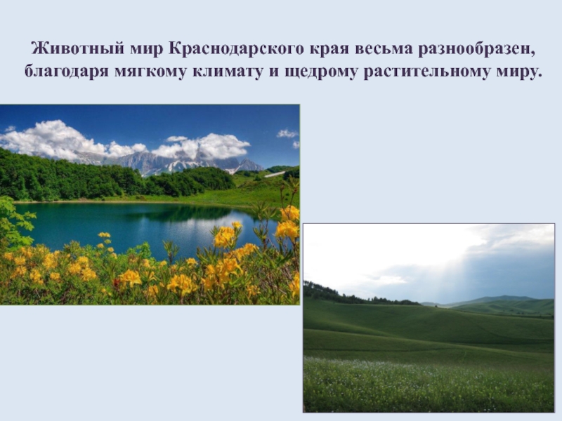 Растения и животные краснодарского края. Растительный мир Краснодарского края. Животные и растительный мир Краснодарского края. Растительный мир Краснодарского края климат.