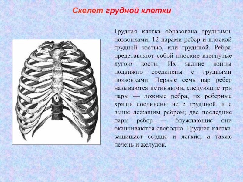 Грудная клетка образованная. Скелет туловища Грудина. Грудную клетку образуют 12 пар ребер Грудина. Скелет туловища грудная клетка. Скелет туловища грудная клетка строение.