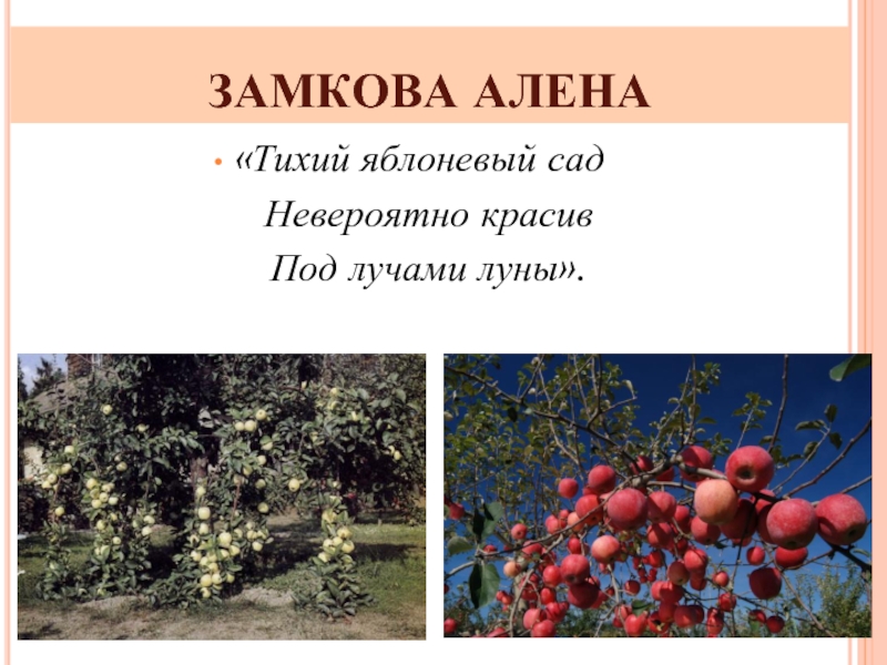 ЗАМКОВА АЛЕНА«Тихий яблоневый сад  Невероятно красив  Под лучами луны».