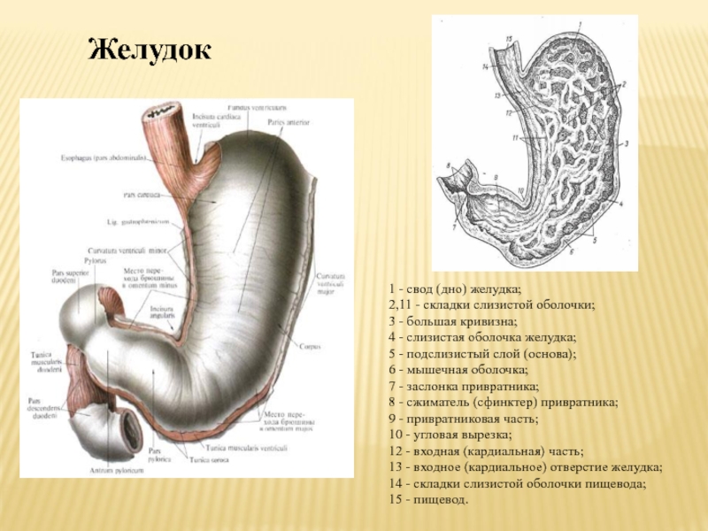 Кардиальный латынь. Желудок анатомия человека латынь. Строение желудка анатомия латынь. Кардиальная часть желудка анатомия. Желудок анатомия латынь.