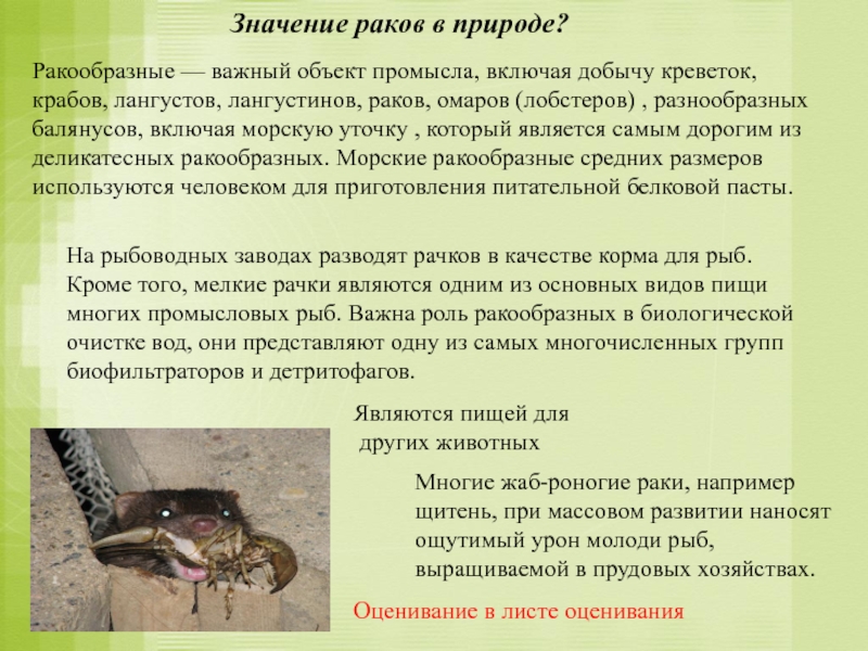 Что значат раки. Значение ракообразных в природе. Ракообразные и их роль в природе. Роль ракообразных. Роль и значение ракообразных.