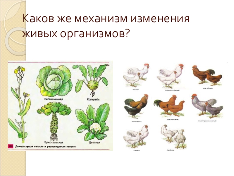 Искусственный отбор презентация