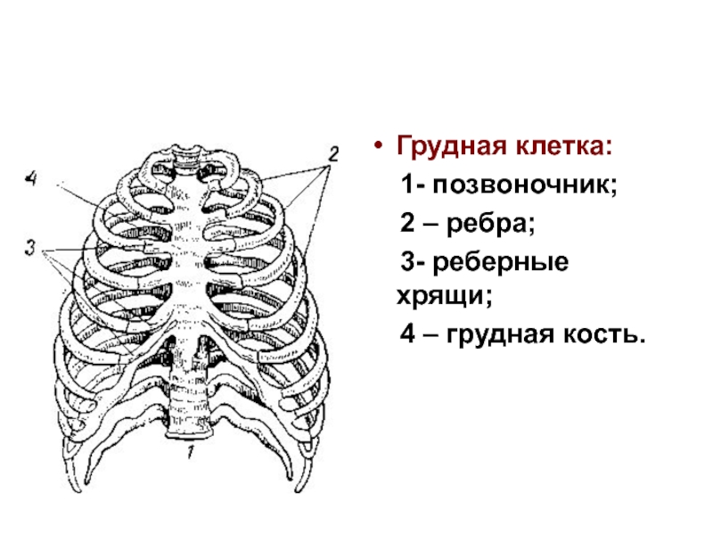 Ребра человека схема