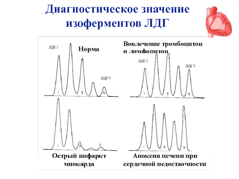 Диагностическое значение. Диагностическое значение определения изоферментов. Диагностическое значение определения активности изоферментов. Изоферменты ЛДГ диагностическое значение. Клинико диагностическое значение изоферментов.