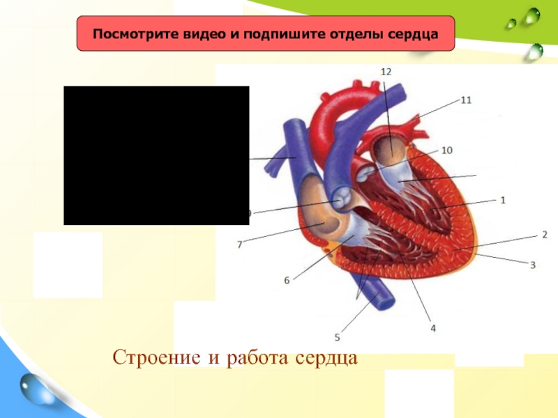 Отделы сердца. Подпишите отделы сердца. Строение сердца 8 класс биология. Строение и работа сердца 8 класс.