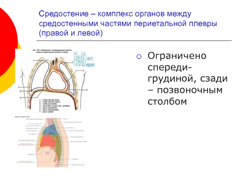 Функциональная анатомия дыхательной системы презентация