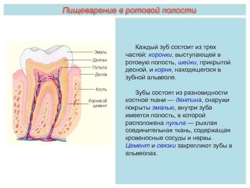 Какую функцию выполняет шейка зуба. Зубная альвеола строение. Строение зуба человека. Зубная альвеола это анатомия.