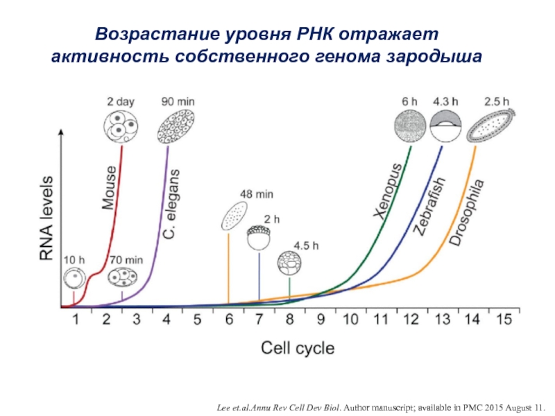 Уровни возросли. Уровни организации РНК. Активация генов зародыша. Annu. Rev. Cell Dev. BIOL. 2011. 27:. Уровень универсума уровень человеческого индивида уровень РНК.