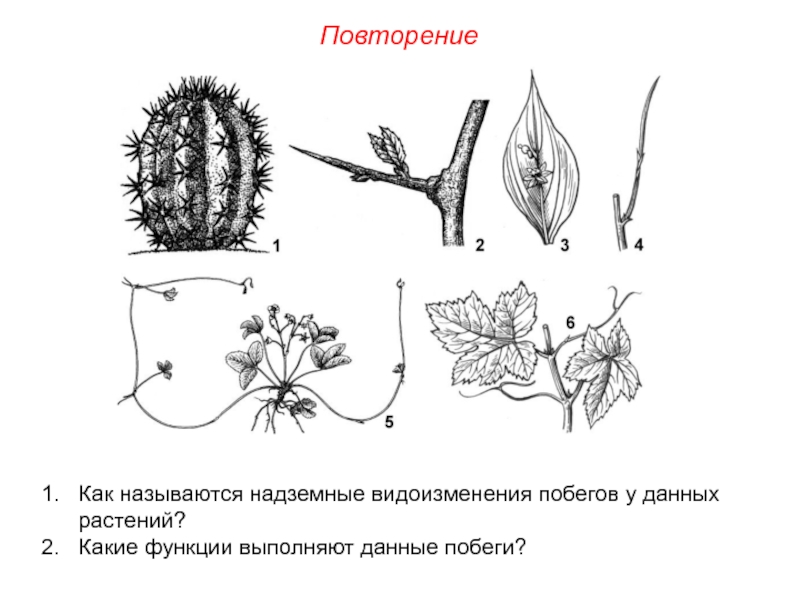 Какой видоизмененный побег представлен на рисунке