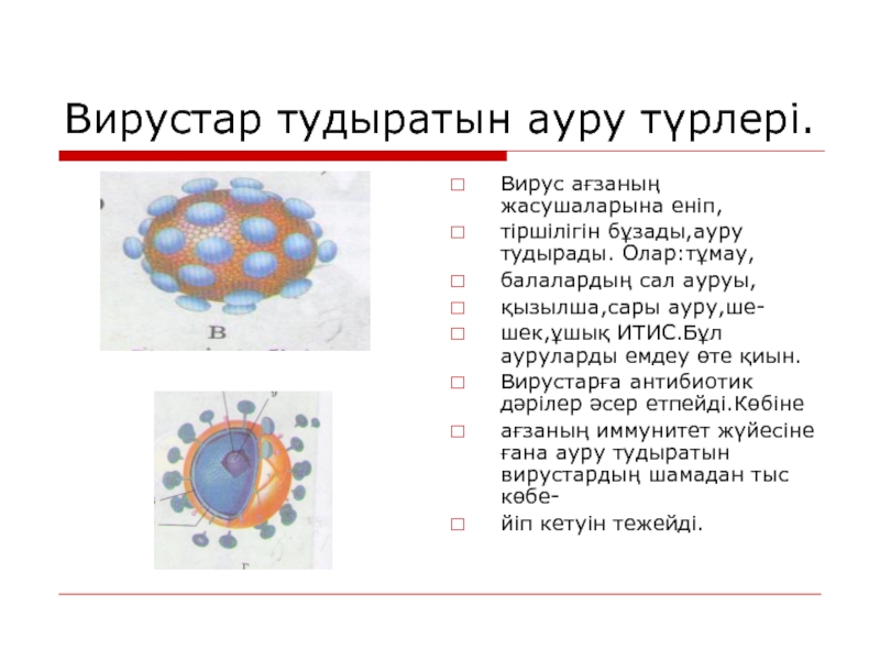 Шешек ауруы презентация