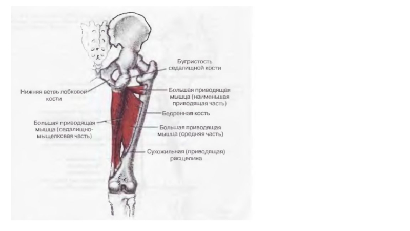 Седалищный бугор фото