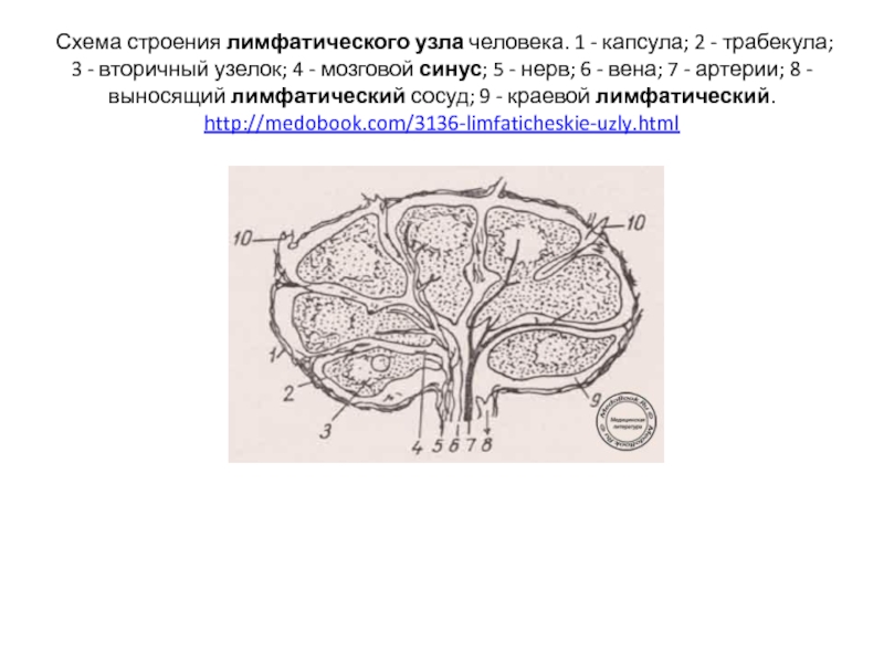 Лимфатический узел гистология схема