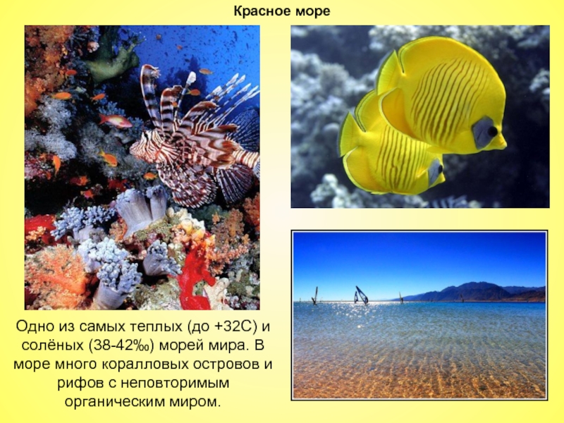 Красное мореОдно из самых теплых (до +32С) и солёных (38-42‰) морей мира. В море много коралловых островов