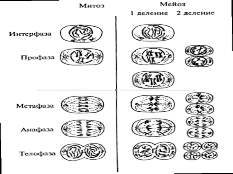 Митоз и мейоз в картинках