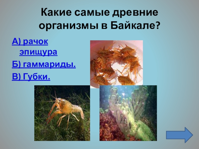 Живые организмы байкала. Древние организмы. Самые древние организмы на Байкале. Какие живые организмы самые древние в Байкале. Байкальские организмы рисунки.