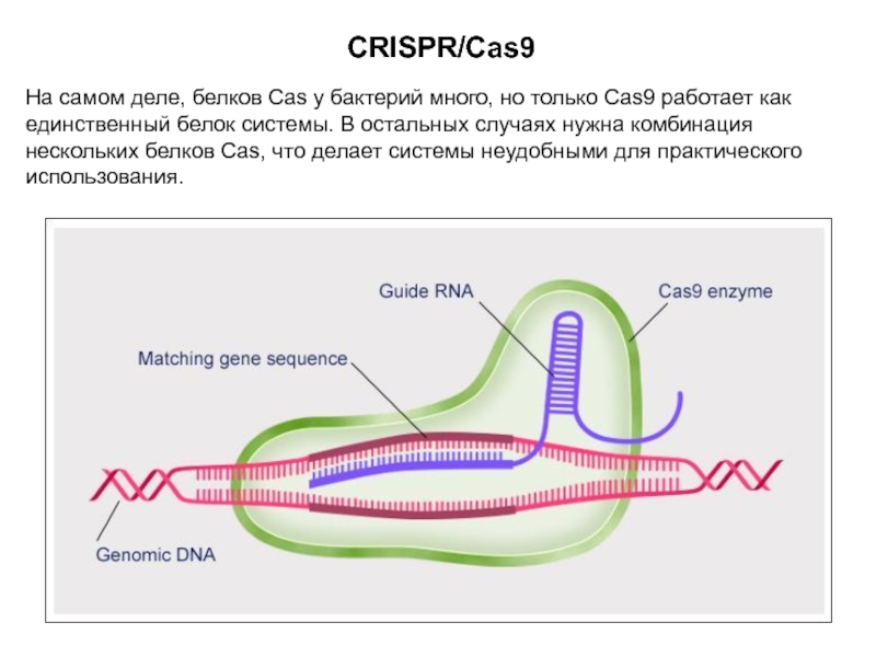 Crispr cas9 технология презентация