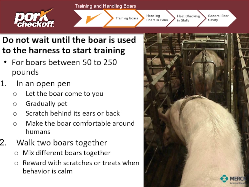 Do not wait until the boar is used to the harness to start trainingFor boars between 50