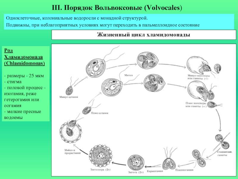 Цикл развития хламидомонады схема с описанием