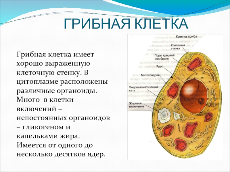 Клетка организма имеет оформленное ядро грибы. Функции органоидов грибной клетки. Схема строения грибной клетки. Схема строения клетки гриба 5 класс биология. Грибная клетка строение и функции органоидов.