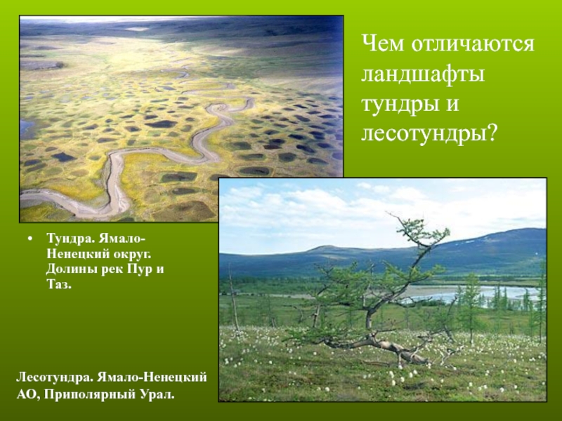 Особенности тундры и лесотундры. Природные условия тундры и лесотундры. Характерные особенности лесотундры. Тундра и лесотундра отличия. Отличие тундры от лесотундры.