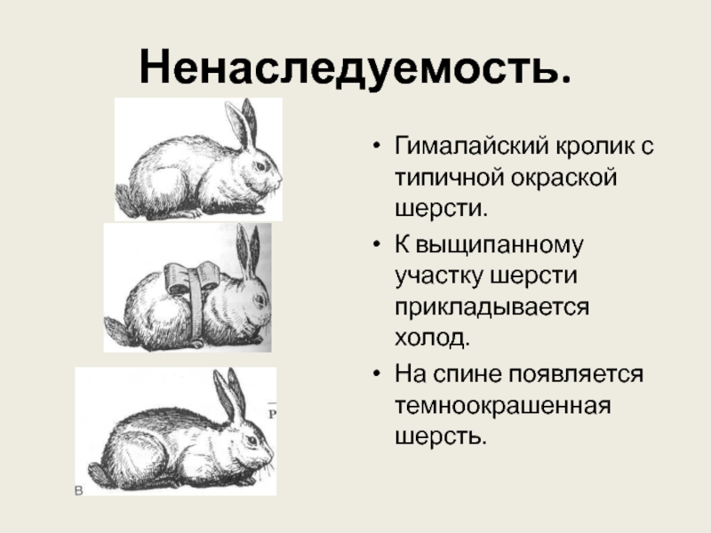 Изменение окраски шерсти кролика. Гималайский кролик изменчивость. Гималайский кролик фенотипическая изменчивость. Гималайский кролик модификационная. Модификационная изменчивость кролик.