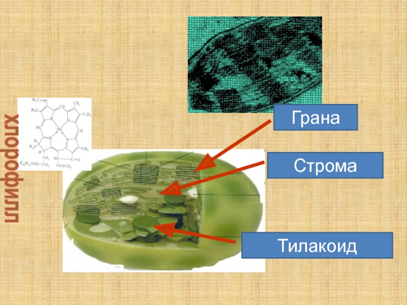 Происходит в тилакоидах гран. Строма Грана тилакоид. Строение: Строма тилакоид Грана. Строма и тилакоиды. Тилакоид и Строма процессы.