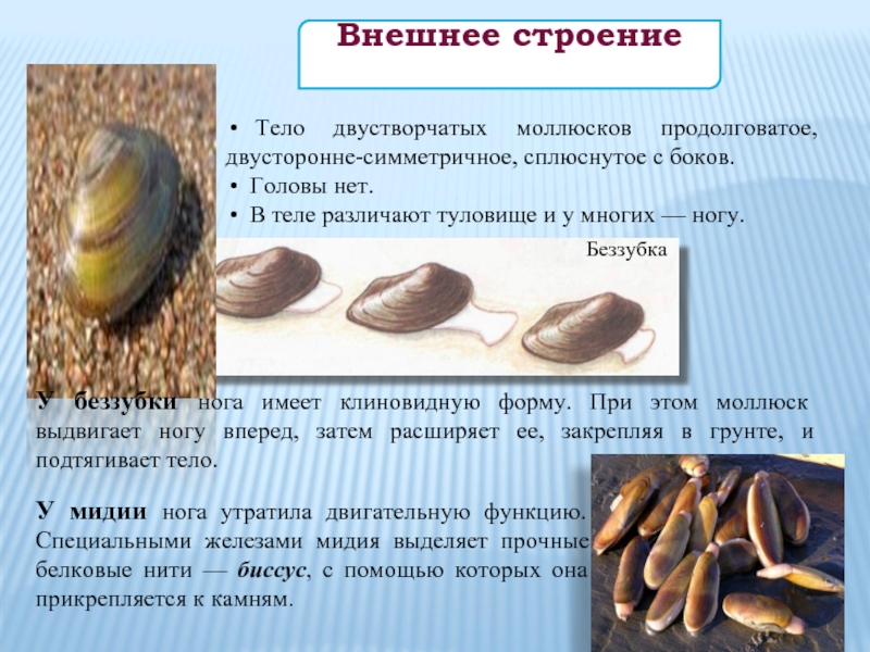 Туловище моллюсков