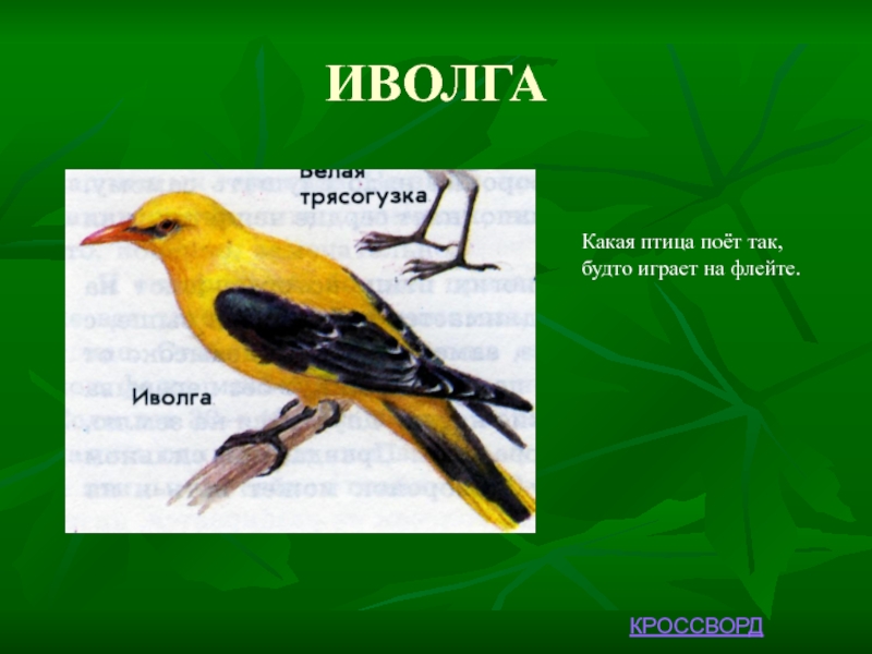 Иволга предложение. Какие птицы не поют. Какие птицы поют. Иволга какая птица. Певчие птицы для дошкольников Иволга.