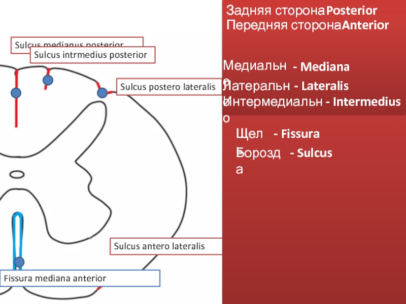 Fissura mediana anterior спинного мозга. Sulcus posterolateralis спинного мозга. Sulcus intermedius posterior спинного мозга. Sulcus anterolateralis спинной мозг.