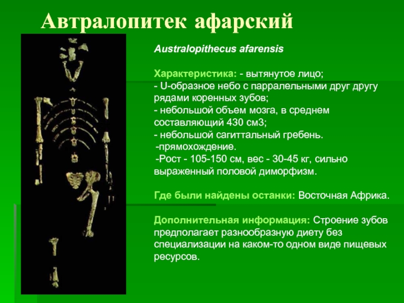 Автралопитек афарский Australopithecus afarensis Характеристика: - вытянутое лицо;  - U-образное небо с парралельными друг другу рядами