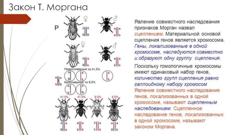 Сцепленное наследование генов презентация 9 класс