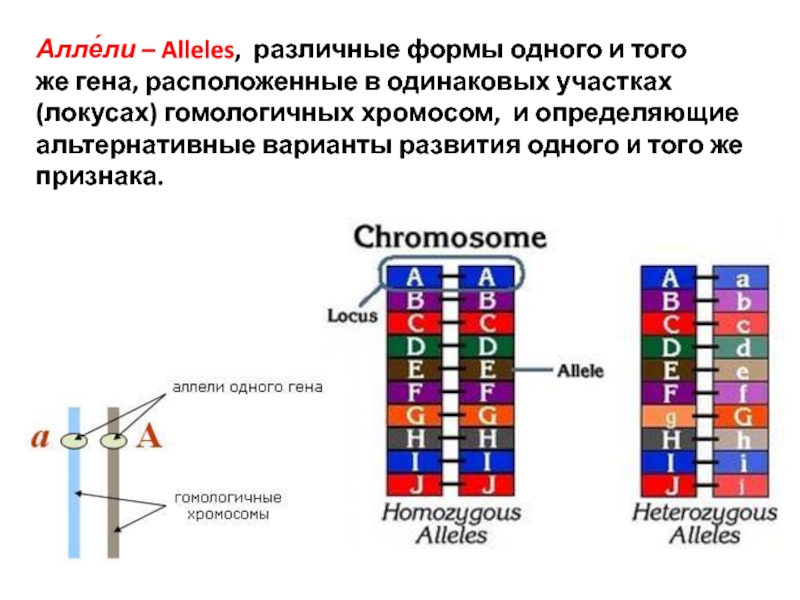 Одинаковые аллели одного гена. Аллели. Гены расположенные в одинаковых локусах гомологических хромосом. Аллели одного Гена находятся в гомологичных хромосомах. Локус и аллель.