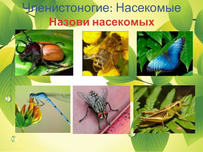 Членистоногие: Насекомые Назови насекомых