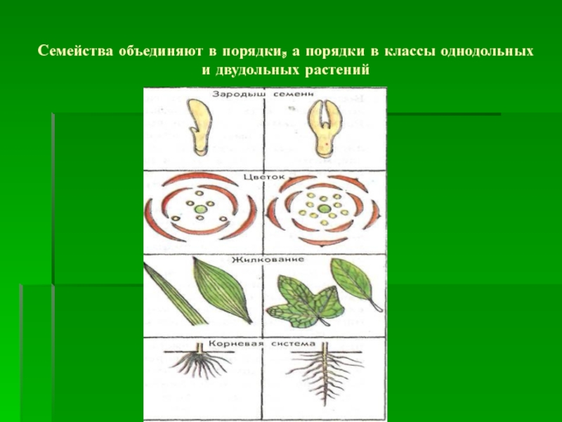 Тест биология 7 класс однодольные. Семейства растений объединяются в. Деление растений. Деление покрытосеменных растений на классы и семейства 6 класс. Роды двудольных растений.