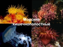 Морские кишечнополостные 7 класс