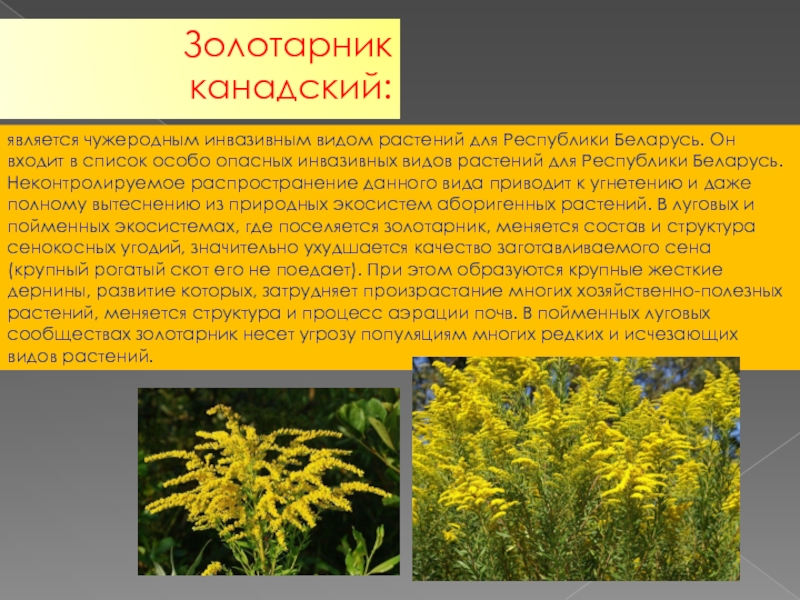 Цветы золотарник фото и описание