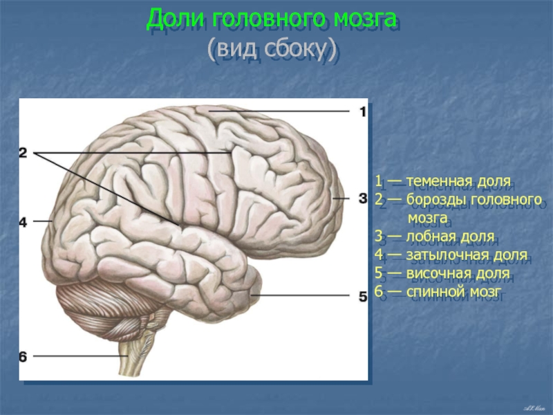 Виды мозга. Головной мозг сбоку борозды. Доли головного мозга вид сбоку. Большие полушария головного мозга вид сбоку. Головной мозг теменно затылочная борозда.