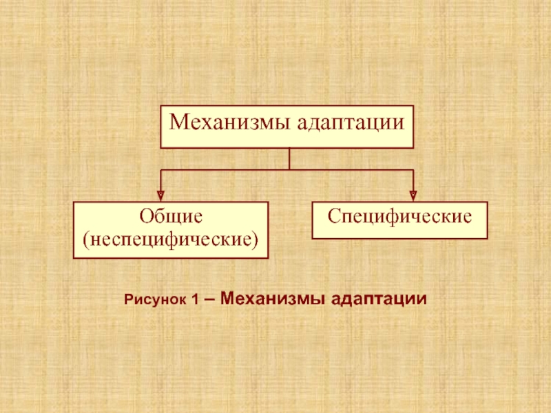 Лекция 5К Рисунок 1 – Механизмы адаптации Рисунок 1 – Механизмы адаптации