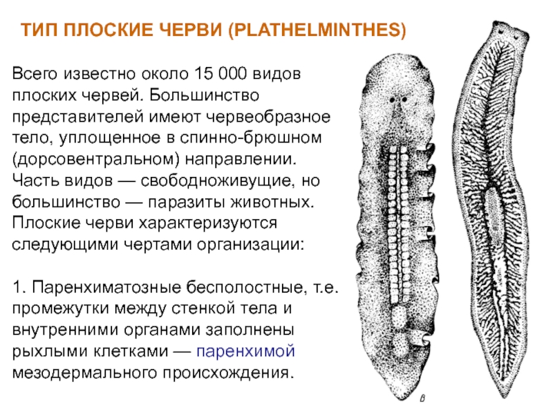 Плоские черви простейшие. Свободноживущие плоские черви представители. Общая характеристика plathelminthes.