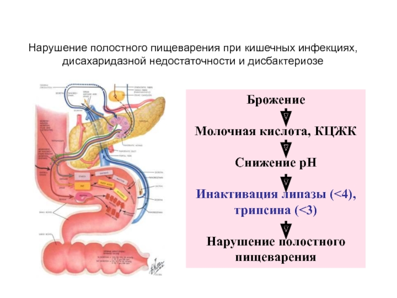 Желудочная липаза. Патогенез нарушения полостного пищеварения. Нарушение полостного пищеварения в кишечнике. Нарушения пристеночного пищеварения в кишечнике. Дисахаридазная недостаточность.