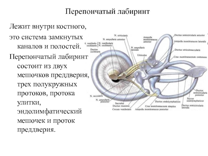 Схема перепончатого лабиринта